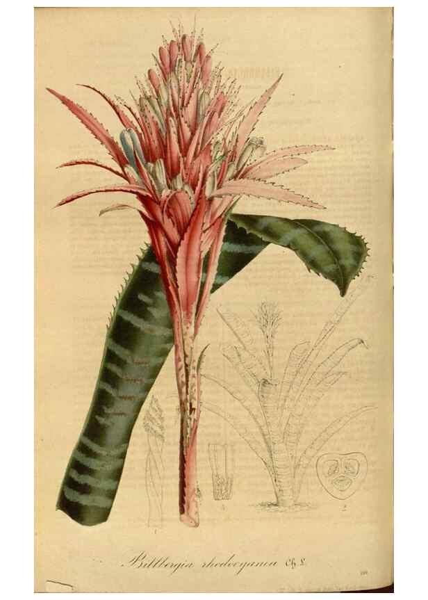Reproducción/Reproduction 49491825183: Flore des serres et des jardins de l'Europe. A Gand :chez Louis van Houtte, eÌditeur,1845-1880.. 