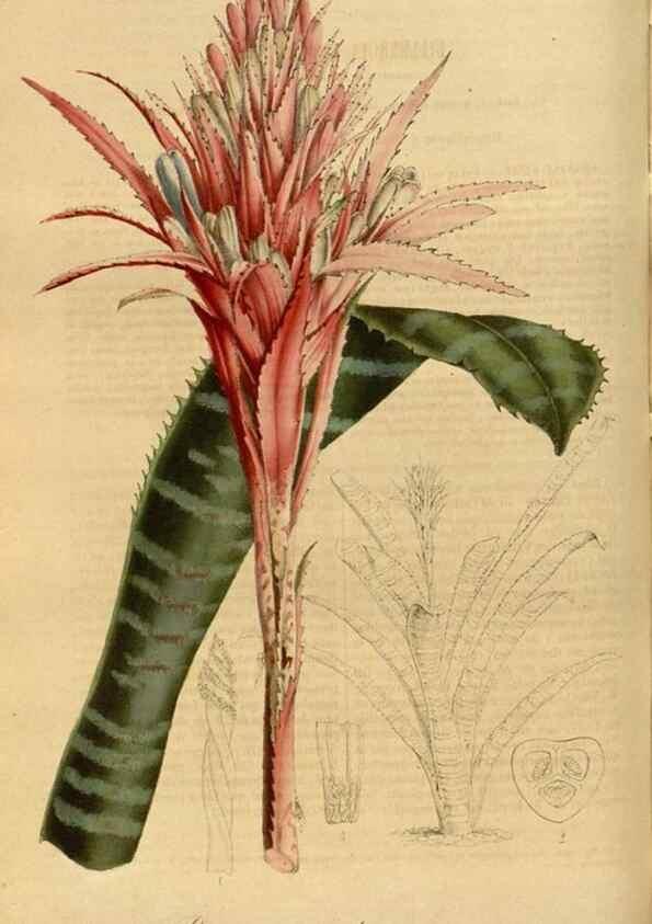 Reproducción/Reproduction 49491825183: Flore des serres et des jardins de l'Europe. A Gand :chez Louis van Houtte, eÌditeur,1845-1880.. 