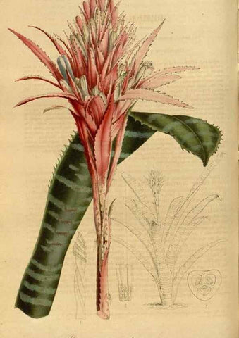 Reproducción/Reproduction 49491825183: Flore des serres et des jardins de l'Europe. A Gand :chez Louis van Houtte, eÌditeur,1845-1880.. 