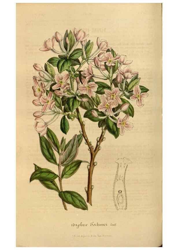 Reproducción/Reproduction 49491825498: Flore des serres et des jardins de l'Europe. A Gand :chez Louis van Houtte, eÌditeur,1845-1880.. 