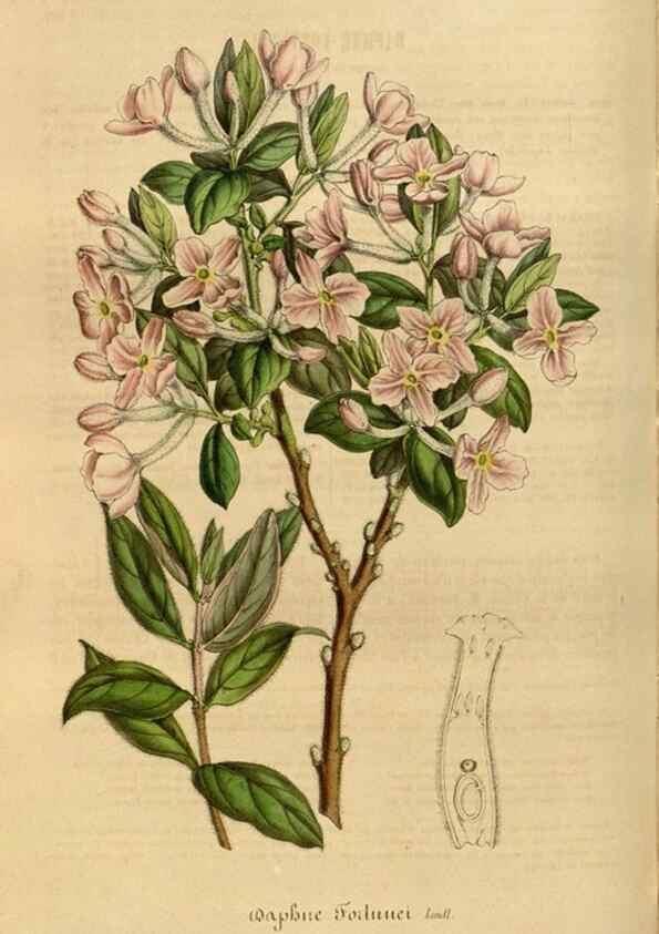 Reproducción/Reproduction 49491825498: Flore des serres et des jardins de l'Europe. A Gand :chez Louis van Houtte, eÌditeur,1845-1880.. 