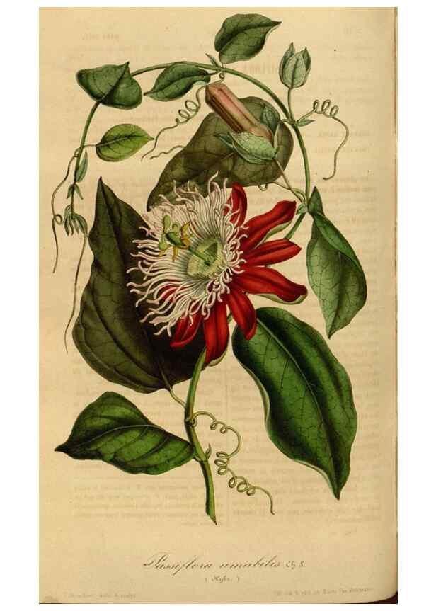 Reproducción/Reproduction 49492328056: Flore des serres et des jardins de l'Europe. A Gand :chez Louis van Houtte, eÌditeur,1845-1880.. 