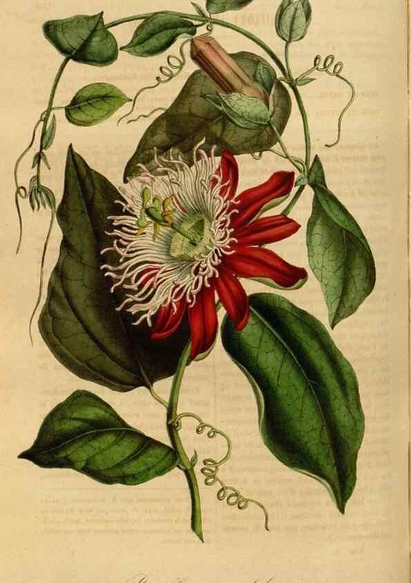 Reproducción/Reproduction 49492328056: Flore des serres et des jardins de l'Europe. A Gand :chez Louis van Houtte, eÌditeur,1845-1880.. 