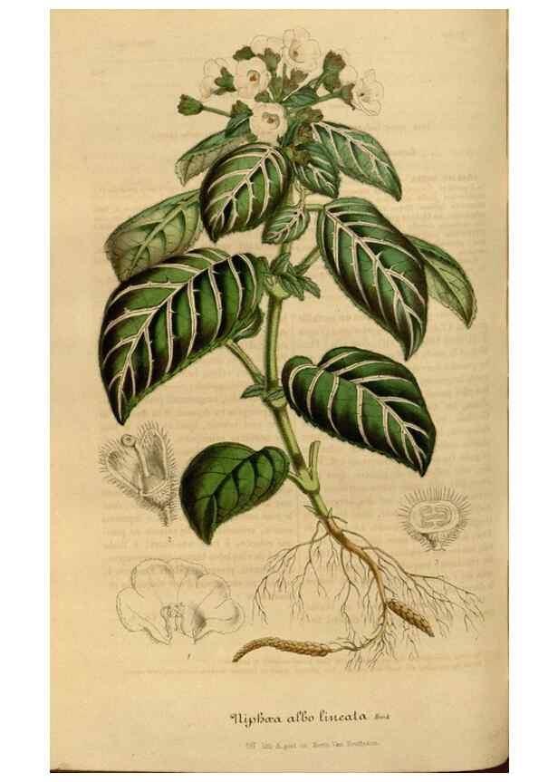 Reproducción/Reproduction 49491826228: Flore des serres et des jardins de l'Europe. A Gand :chez Louis van Houtte, eÌditeur,1845-1880.. 