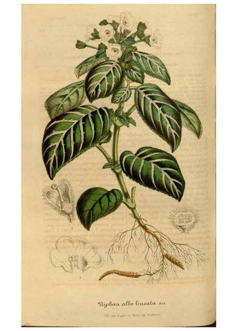 Reproducción/Reproduction 49491826228: Flore des serres et des jardins de l'Europe. A Gand :chez Louis van Houtte, eÌditeur,1845-1880.. 