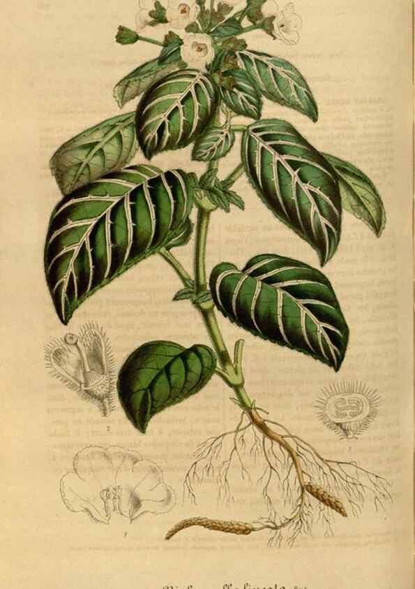 Reproducción/Reproduction 49491826228: Flore des serres et des jardins de l'Europe. A Gand :chez Louis van Houtte, eÌditeur,1845-1880.. 