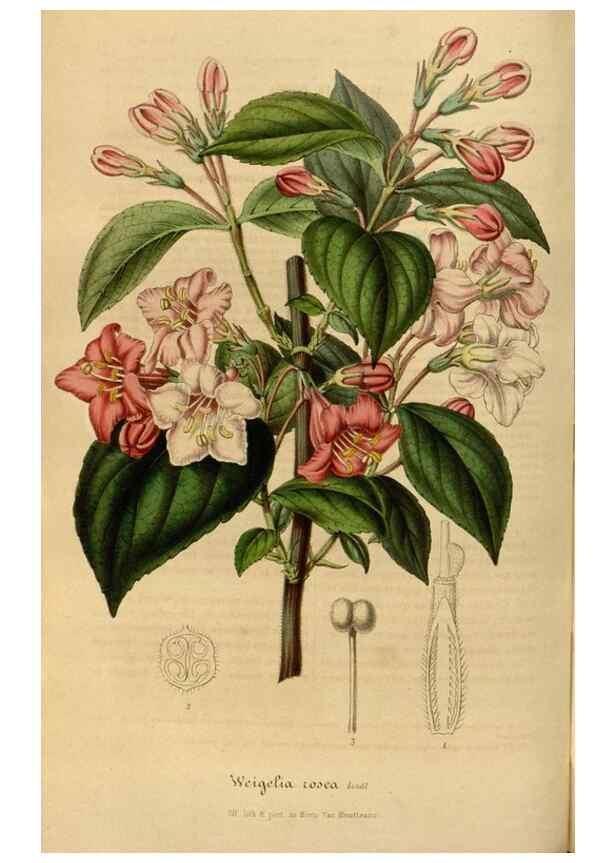 Reproducción/Reproduction 49491826438: Flore des serres et des jardins de l'Europe. A Gand :chez Louis van Houtte, eÌditeur,1845-1880.. 