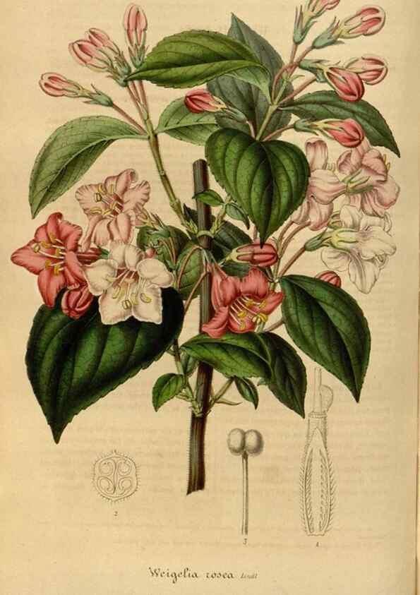 Reproducción/Reproduction 49491826438: Flore des serres et des jardins de l'Europe. A Gand :chez Louis van Houtte, eÌditeur,1845-1880.. 