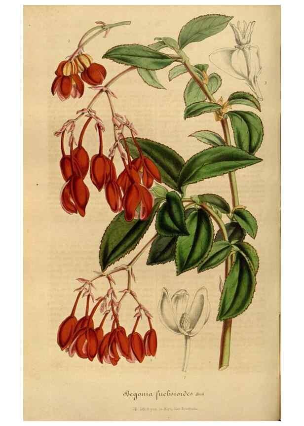 Reproducción/Reproduction 49491826753: Flore des serres et des jardins de l'Europe. A Gand :chez Louis van Houtte, eÌditeur,1845-1880.. 