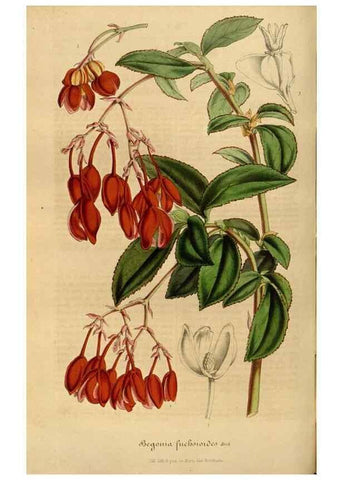 Reproducción/Reproduction 49491826753: Flore des serres et des jardins de l'Europe. A Gand :chez Louis van Houtte, eÌditeur,1845-1880.. 