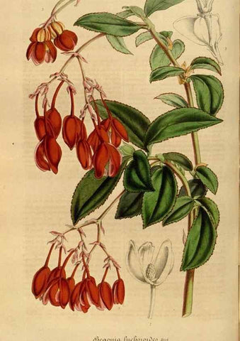 Reproducción/Reproduction 49491826753: Flore des serres et des jardins de l'Europe. A Gand :chez Louis van Houtte, eÌditeur,1845-1880.. 