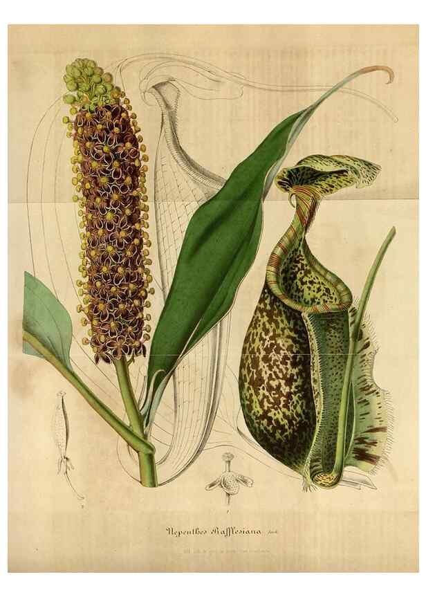 Reproducción/Reproduction 49492329146: Flore des serres et des jardins de l'Europe. A Gand :chez Louis van Houtte, eÌditeur,1845-1880.. 