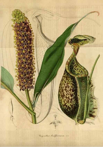 Reproducción/Reproduction 49492329146: Flore des serres et des jardins de l'Europe. A Gand :chez Louis van Houtte, eÌditeur,1845-1880.. 
