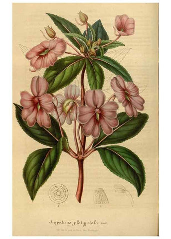 Reproducción/Reproduction 49492329706: Flore des serres et des jardins de l'Europe. A Gand :chez Louis van Houtte, eÌditeur,1845-1880.. 
