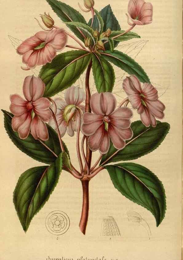 Reproducción/Reproduction 49492329706: Flore des serres et des jardins de l'Europe. A Gand :chez Louis van Houtte, eÌditeur,1845-1880.. 