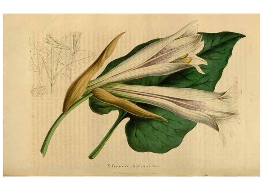 Reproducción/Reproduction 49492538622: Flore des serres et des jardins de l'Europe. A Gand :chez Louis van Houtte, eÌditeur,1845-1880.. 