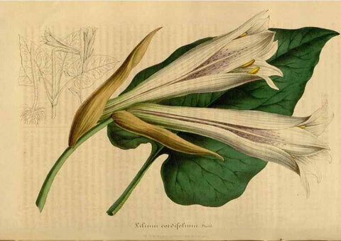 Reproducción/Reproduction 49492538622: Flore des serres et des jardins de l'Europe. A Gand :chez Louis van Houtte, eÌditeur,1845-1880.. 