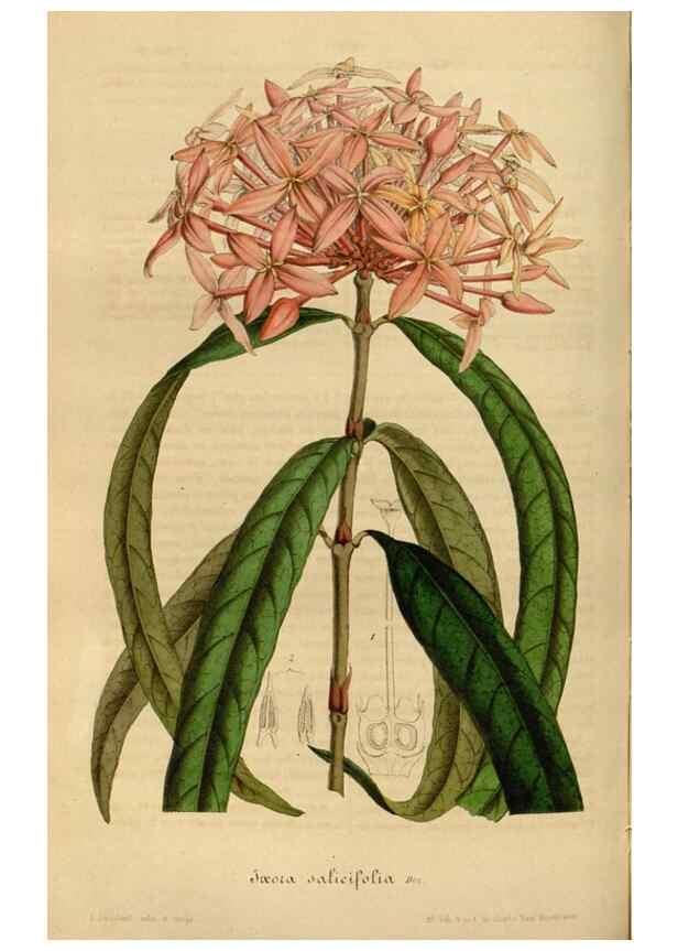 Reproducción/Reproduction 49491828093: Flore des serres et des jardins de l'Europe. A Gand :chez Louis van Houtte, eÌditeur,1845-1880.. 