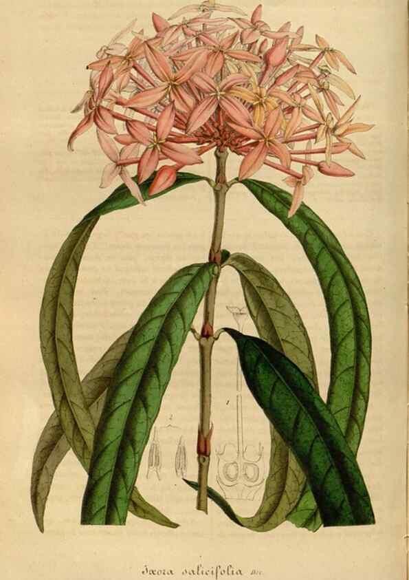 Reproducción/Reproduction 49491828093: Flore des serres et des jardins de l'Europe. A Gand :chez Louis van Houtte, eÌditeur,1845-1880.. 