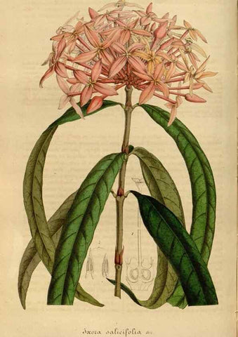 Reproducción/Reproduction 49491828093: Flore des serres et des jardins de l'Europe. A Gand :chez Louis van Houtte, eÌditeur,1845-1880.. 