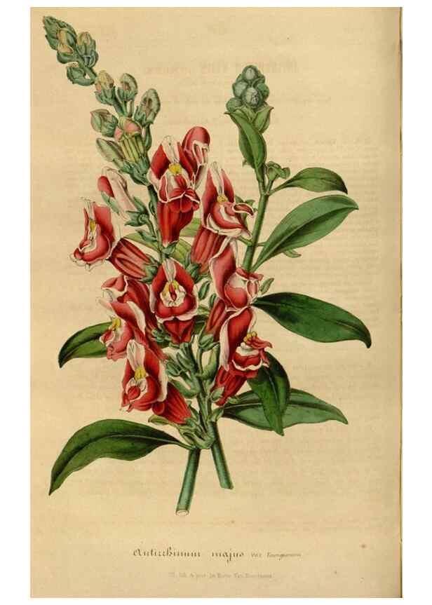 Reproducción/Reproduction 49492539302: Flore des serres et des jardins de l'Europe. A Gand :chez Louis van Houtte, eÌditeur,1845-1880.. 
