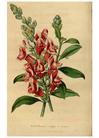 Reproducción/Reproduction 49492539302: Flore des serres et des jardins de l'Europe. A Gand :chez Louis van Houtte, eÌditeur,1845-1880.. 