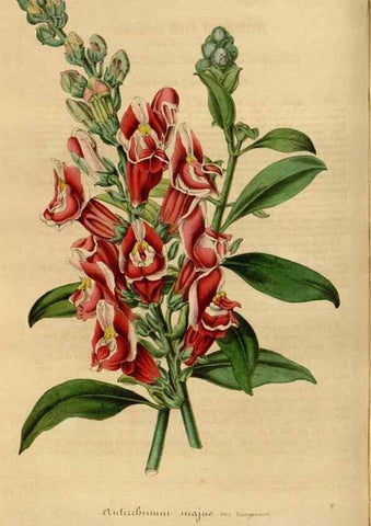 Reproducción/Reproduction 49492539302: Flore des serres et des jardins de l'Europe. A Gand :chez Louis van Houtte, eÌditeur,1845-1880.. 