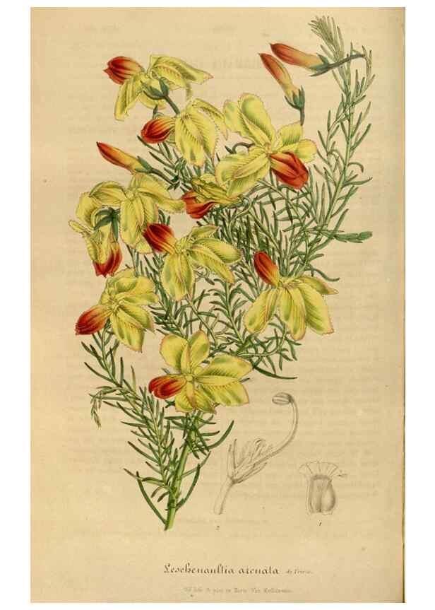 Reproducción/Reproduction 49491828853: Flore des serres et des jardins de l'Europe. A Gand :chez Louis van Houtte, eÌditeur,1845-1880.. 