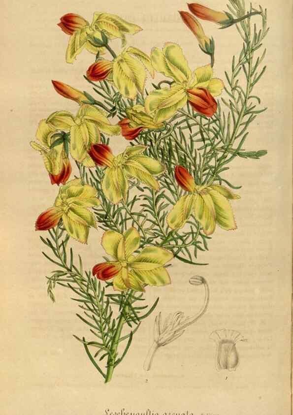 Reproducción/Reproduction 49491828853: Flore des serres et des jardins de l'Europe. A Gand :chez Louis van Houtte, eÌditeur,1845-1880.. 