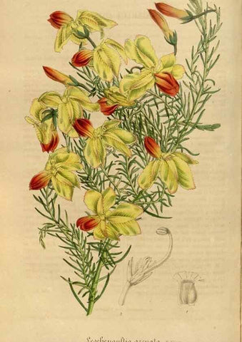 Reproducción/Reproduction 49491828853: Flore des serres et des jardins de l'Europe. A Gand :chez Louis van Houtte, eÌditeur,1845-1880.. 