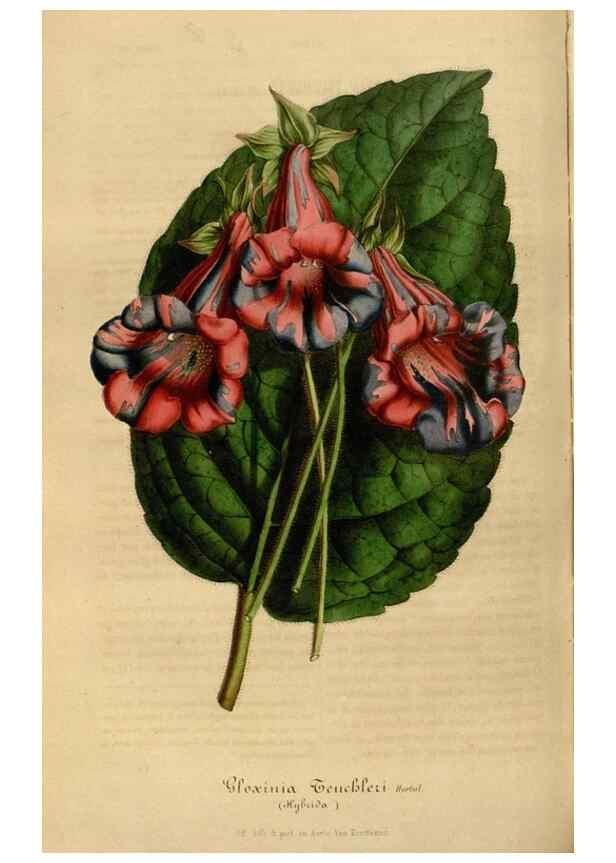 Reproducción/Reproduction 49492331276: Flore des serres et des jardins de l'Europe. A Gand :chez Louis van Houtte, eÌditeur,1845-1880.. 