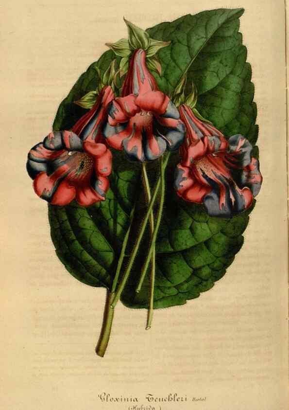 Reproducción/Reproduction 49492331276: Flore des serres et des jardins de l'Europe. A Gand :chez Louis van Houtte, eÌditeur,1845-1880.. 