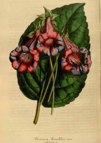 Reproducción/Reproduction 49492331276: Flore des serres et des jardins de l'Europe. A Gand :chez Louis van Houtte, eÌditeur,1845-1880.. 