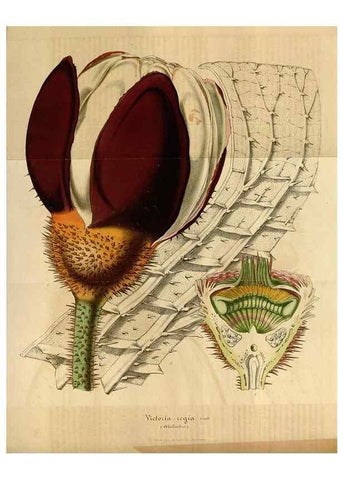 Reproducción/Reproduction 49491824493: Flore des serres et des jardins de l'Europe. A Gand :chez Louis van Houtte, eÌditeur,1845-1880.. 