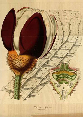 Reproducción/Reproduction 49491824493: Flore des serres et des jardins de l'Europe. A Gand :chez Louis van Houtte, eÌditeur,1845-1880.. 