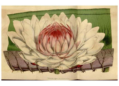 Reproducción/Reproduction 49492326376: Flore des serres et des jardins de l'Europe. A Gand :chez Louis van Houtte, eÌditeur,1845-1880.. 
