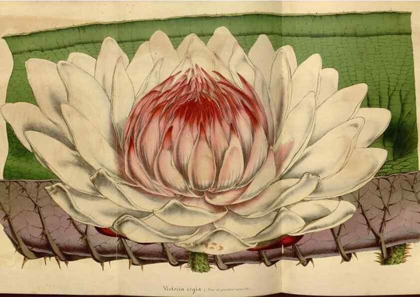 Reproducción/Reproduction 49492326376: Flore des serres et des jardins de l'Europe. A Gand :chez Louis van Houtte, eÌditeur,1845-1880.. 