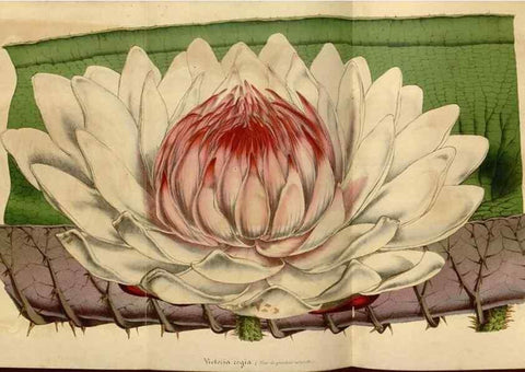 Reproducción/Reproduction 49492326376: Flore des serres et des jardins de l'Europe. A Gand :chez Louis van Houtte, eÌditeur,1845-1880.. 
