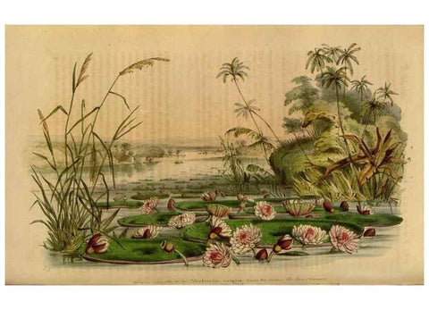 Reproducción/Reproduction 49492326176: Flore des serres et des jardins de l'Europe. A Gand :chez Louis van Houtte, eÌditeur,1845-1880.. 