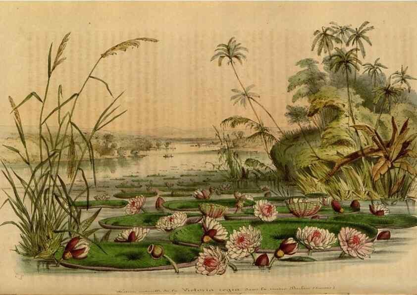 Reproducción/Reproduction 49492326176: Flore des serres et des jardins de l'Europe. A Gand :chez Louis van Houtte, eÌditeur,1845-1880.. 