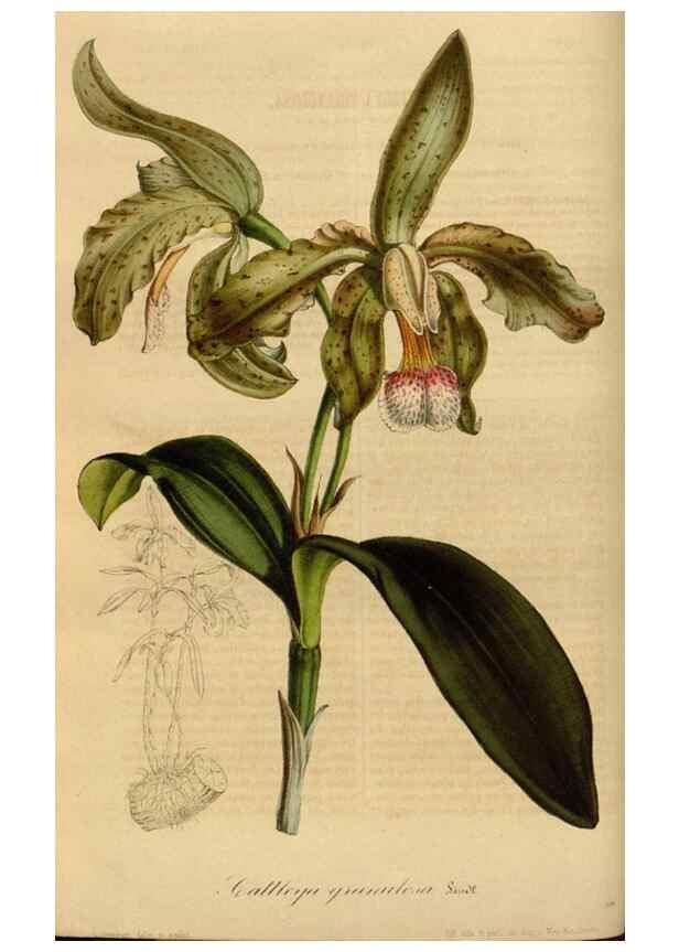 Reproducción/Reproduction 49491823663: Flore des serres et des jardins de l'Europe. A Gand :chez Louis van Houtte, eÌditeur,1845-1880.. 