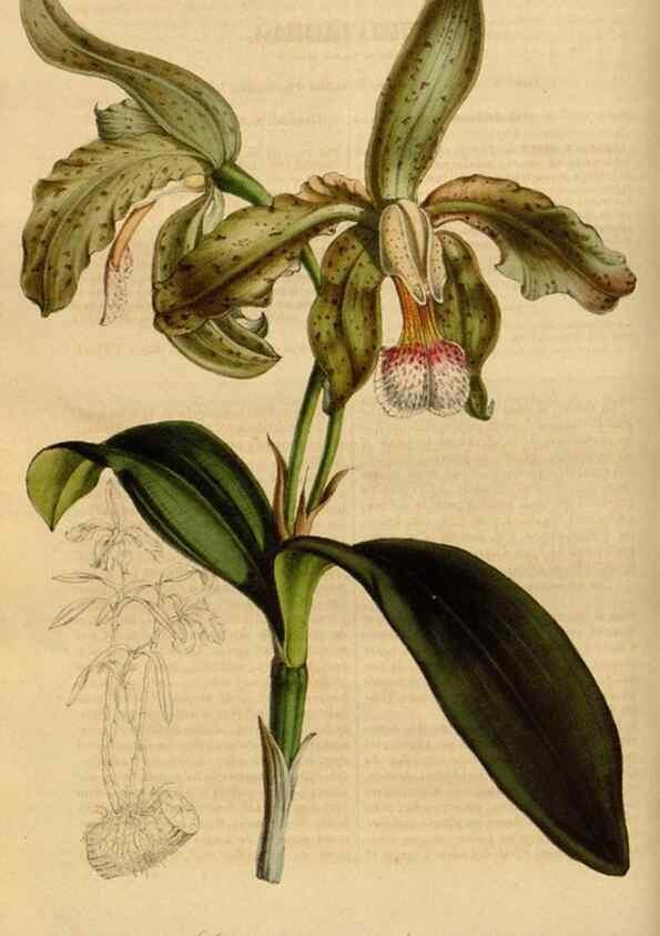 Reproducción/Reproduction 49491823663: Flore des serres et des jardins de l'Europe. A Gand :chez Louis van Houtte, eÌditeur,1845-1880.. 