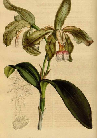 Reproducción/Reproduction 49491823663: Flore des serres et des jardins de l'Europe. A Gand :chez Louis van Houtte, eÌditeur,1845-1880.. 