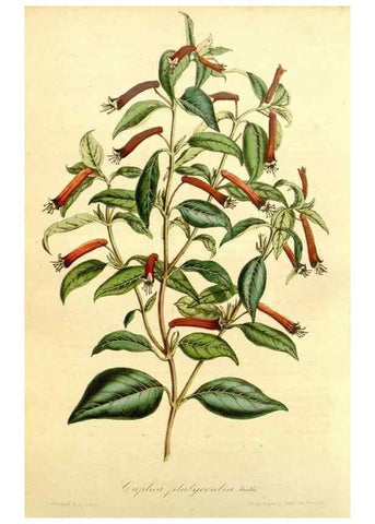 Reproducción/Reproduction 49491763848: Flore des serres et des jardins de l'Europe. A Gand :chez Louis van Houtte, eÌditeur,1845-1880.. 