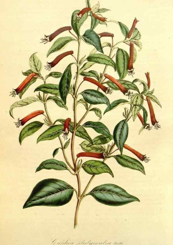 Reproducción/Reproduction 49491763848: Flore des serres et des jardins de l'Europe. A Gand :chez Louis van Houtte, eÌditeur,1845-1880.. 