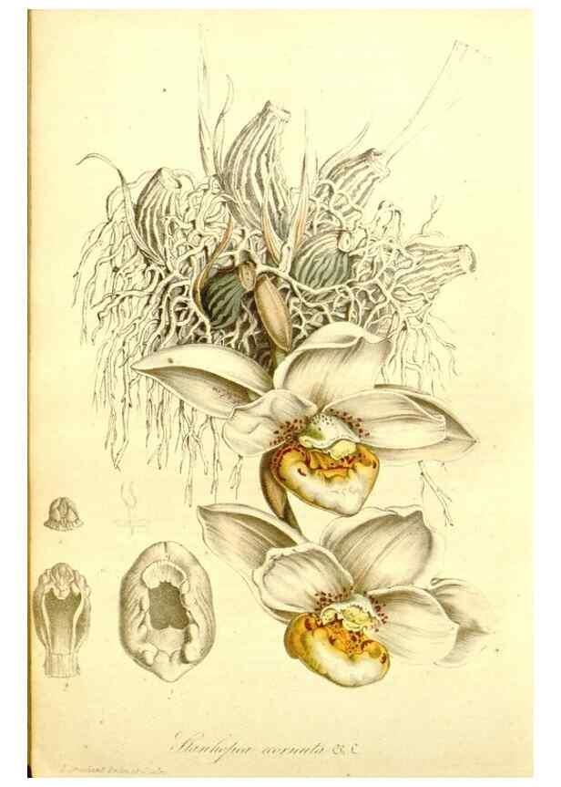 Reproducción/Reproduction 49492473572: Flore des serres et des jardins de l'Europe. A Gand :chez Louis van Houtte, eÌditeur,1845-1880.. 