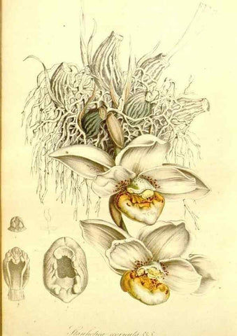 Reproducción/Reproduction 49492473572: Flore des serres et des jardins de l'Europe. A Gand :chez Louis van Houtte, eÌditeur,1845-1880.. 