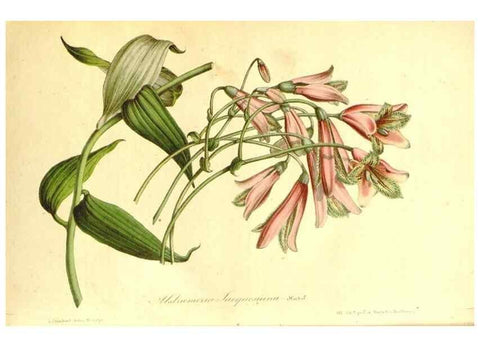 Reproducción/Reproduction 49492266321: Flore des serres et des jardins de l'Europe. A Gand :chez Louis van Houtte, eÌditeur,1845-1880.. 