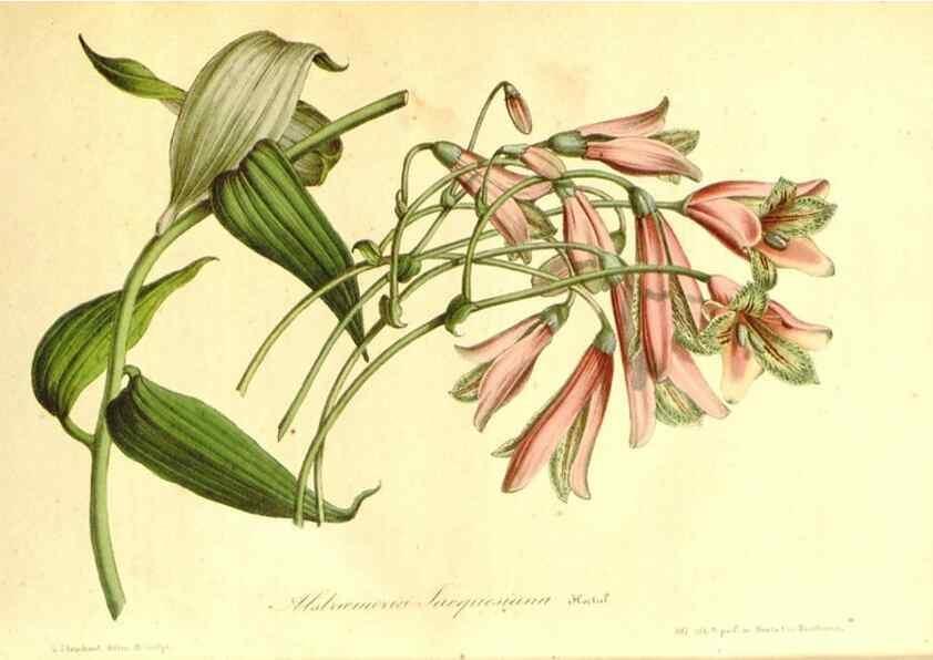 Reproducción/Reproduction 49492266321: Flore des serres et des jardins de l'Europe. A Gand :chez Louis van Houtte, eÌditeur,1845-1880.. 