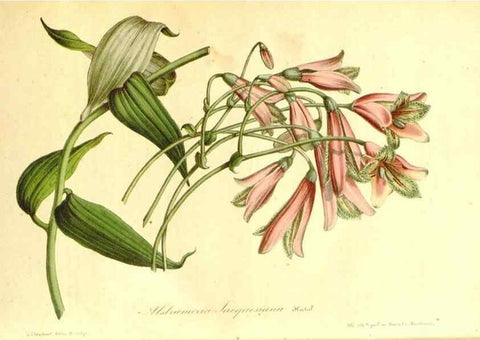 Reproducción/Reproduction 49492266321: Flore des serres et des jardins de l'Europe. A Gand :chez Louis van Houtte, eÌditeur,1845-1880.. 